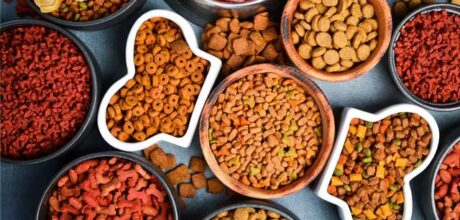 🐾 Guía Completa para Conseguir Muestras Gratis para Perros y Gatos